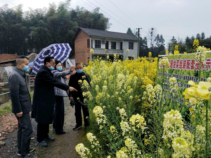 桃源富硒油菜組裝配套技術(shù)試驗(yàn)示范初見(jiàn)成效